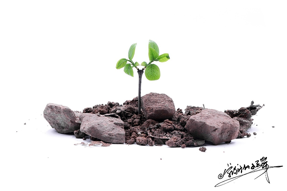 寓意新生,希望,很有生命力的一颗小树芽,想到的汪峰的一首歌《我想要