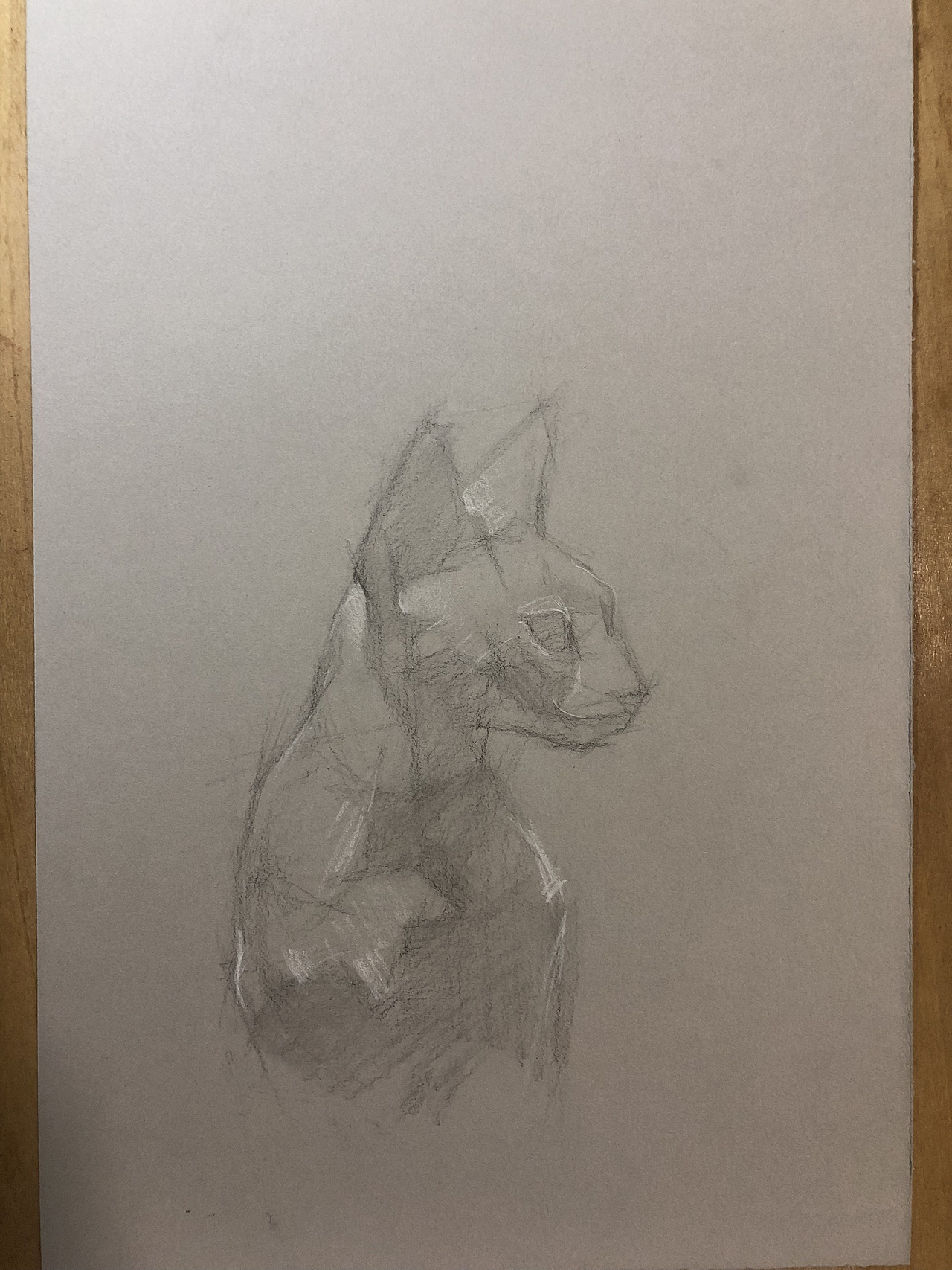 彩铅动物-无毛猫