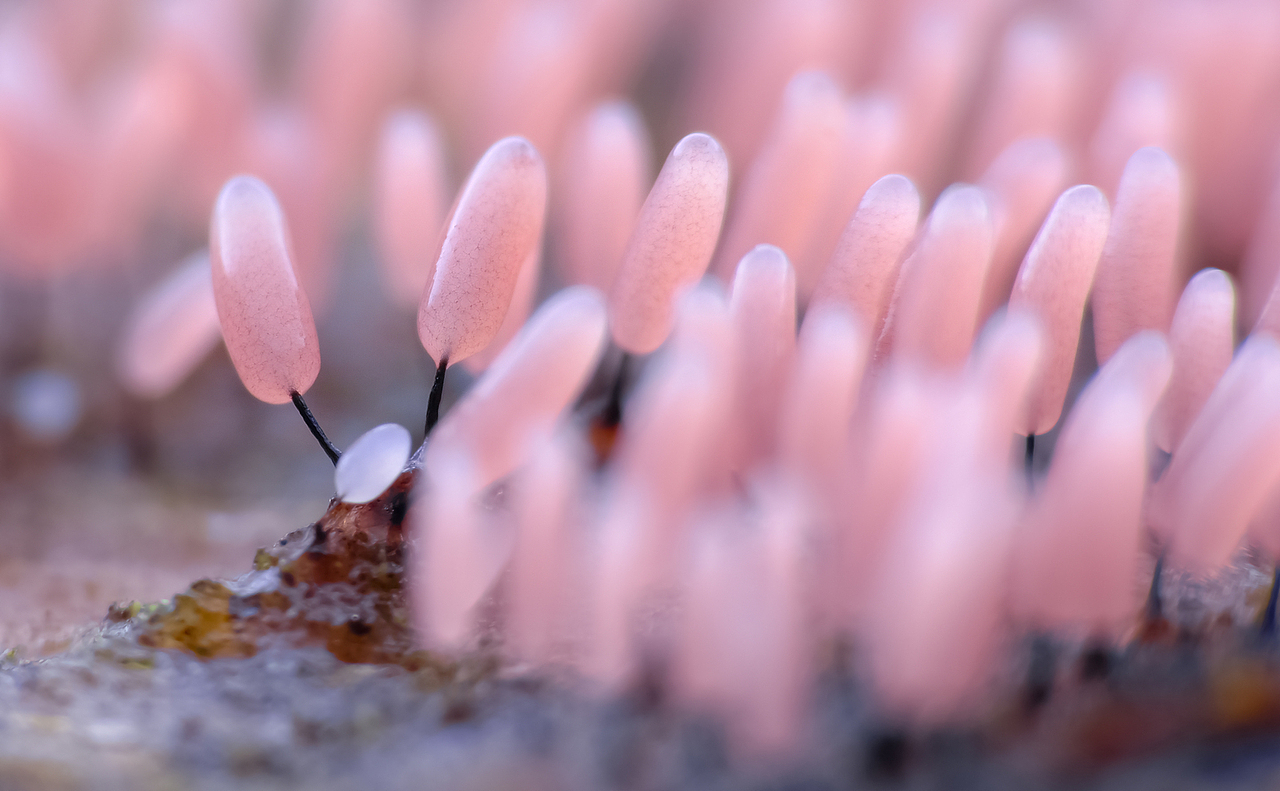 超微摄影【黏菌】各种口味颜色的棒棒糖