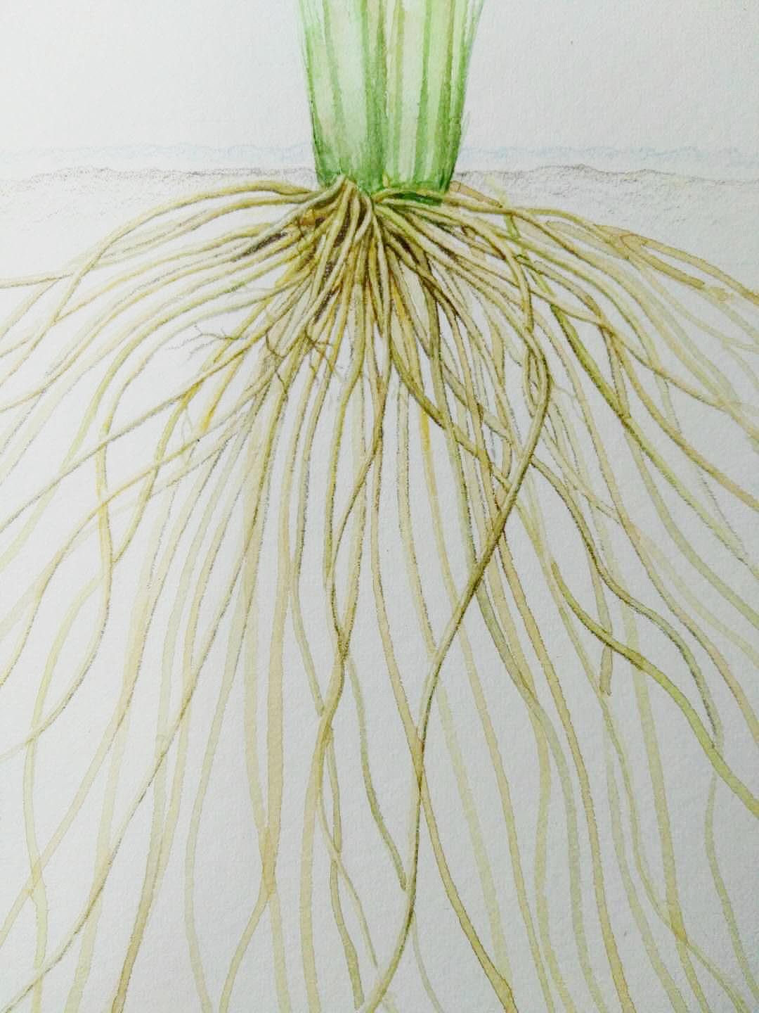 水稻根系协同微生物利用土壤氮元素养分图