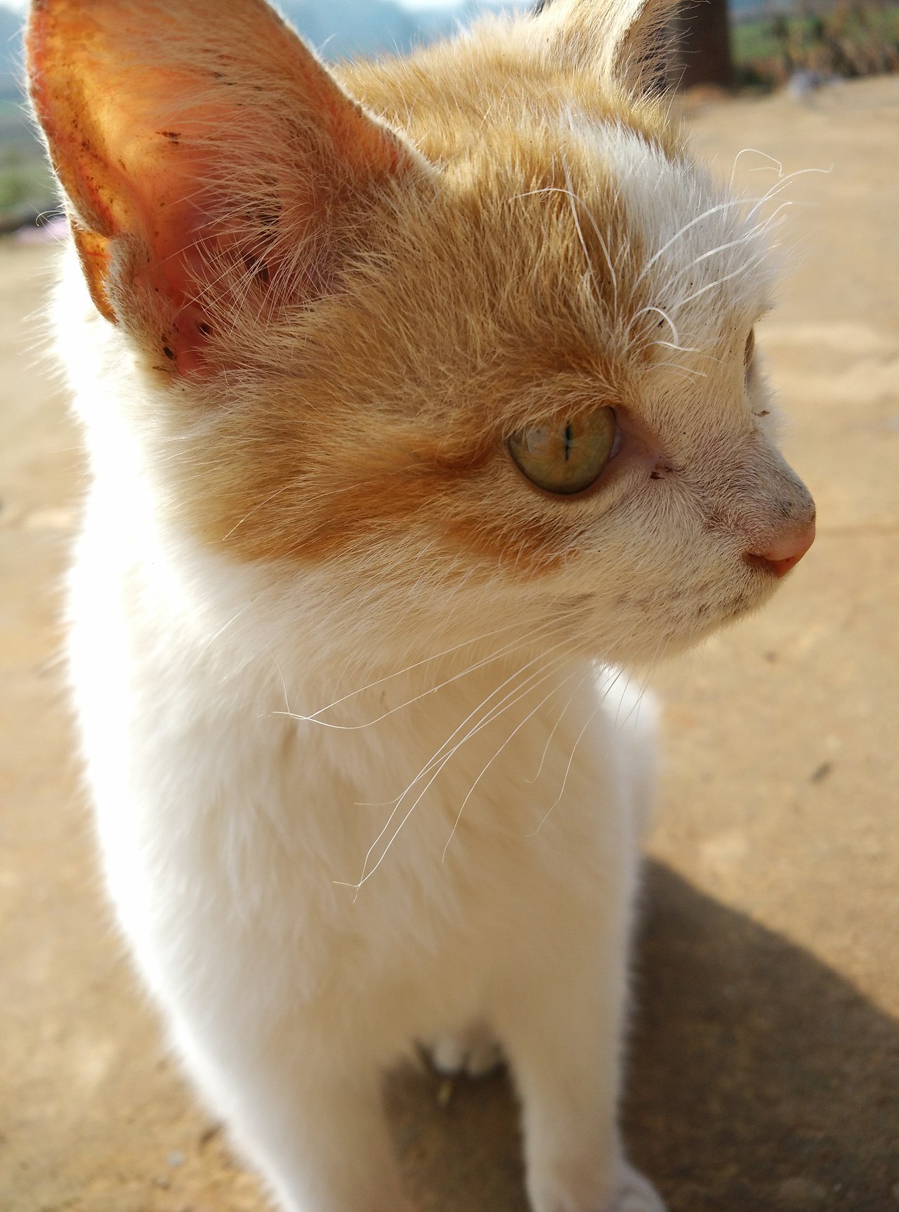 你没看错，这是我国第一张手拍的金猫硬照！|老挝|猫科动物|云豹_新浪新闻