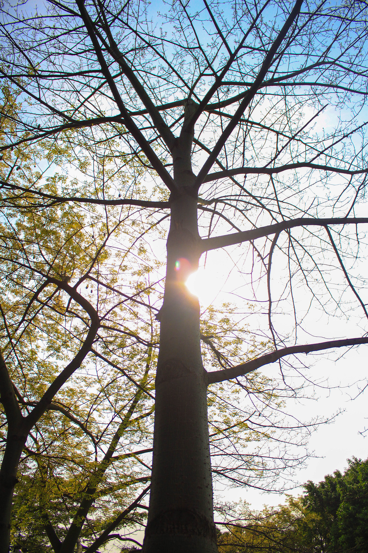 广州大学华软软件学院丝木棉盛开