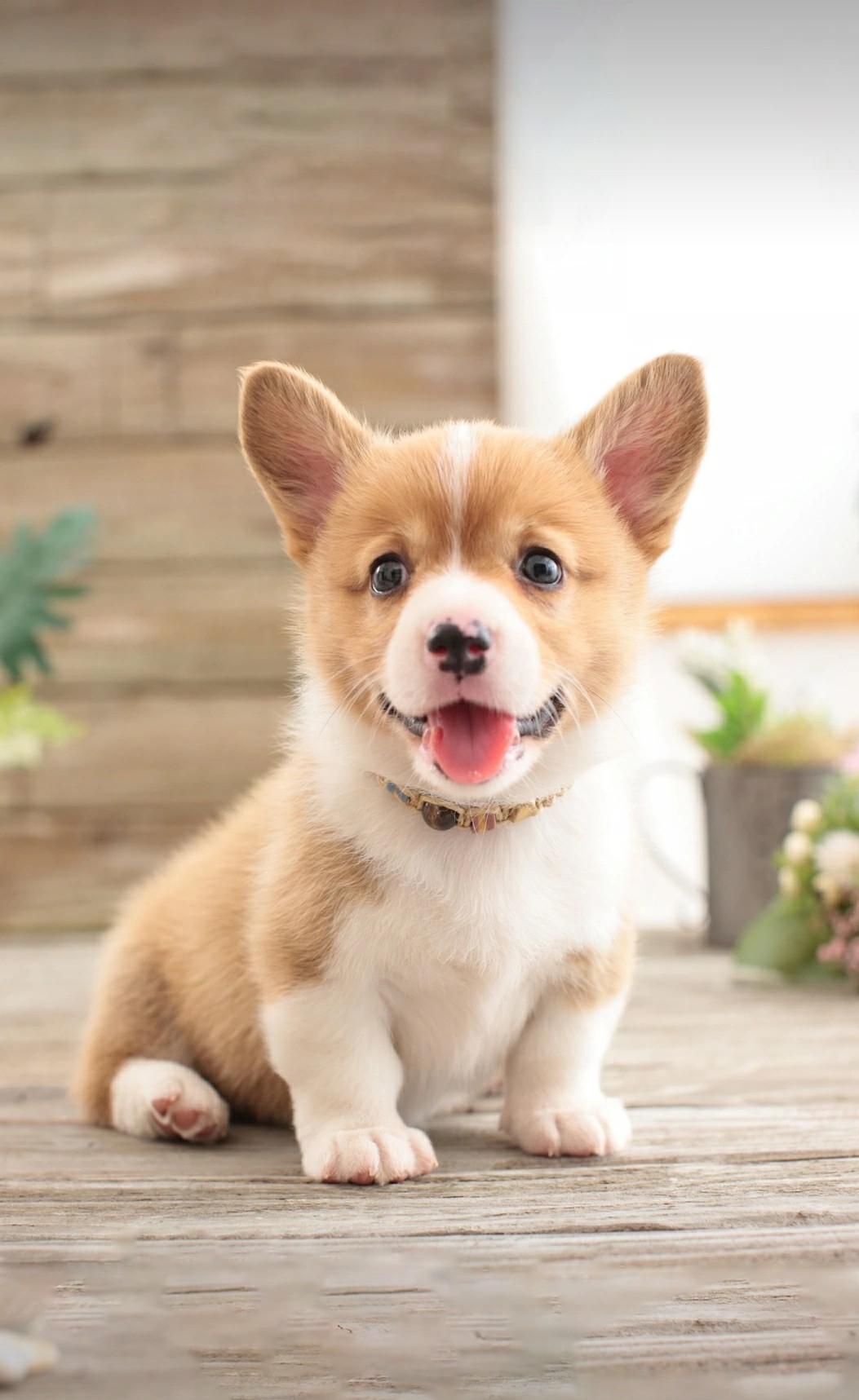 是小志鴨的個人主頁（封面預(yù)覽） - 主頁封面設(shè)置 - 站酷設(shè)計師是小志鴨原創(chuàng)素材 - 站酷ZCOOL