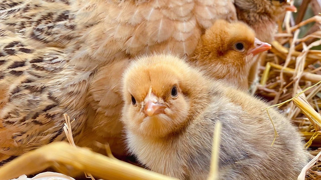 宠物拍摄（图ZMjkxMjg2Mzcy） - 宠物摄影 - 站酷设计师suoxiakuon原创素材 - 站酷ZCOOL