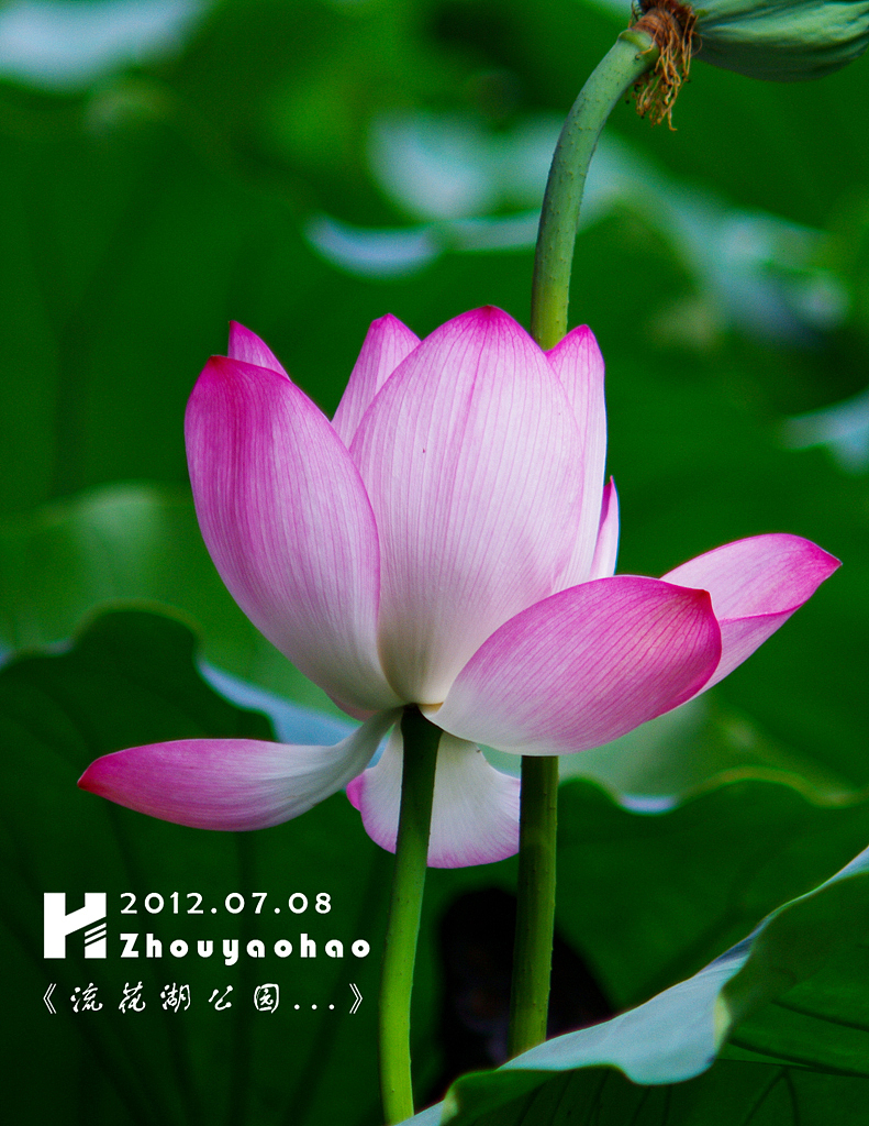 《夏荷.广州流花湖公园》（图ZNjI5MzczNg==） - 产品摄影 - 站酷设计师haodychou原创素材 - 站酷ZCOOL