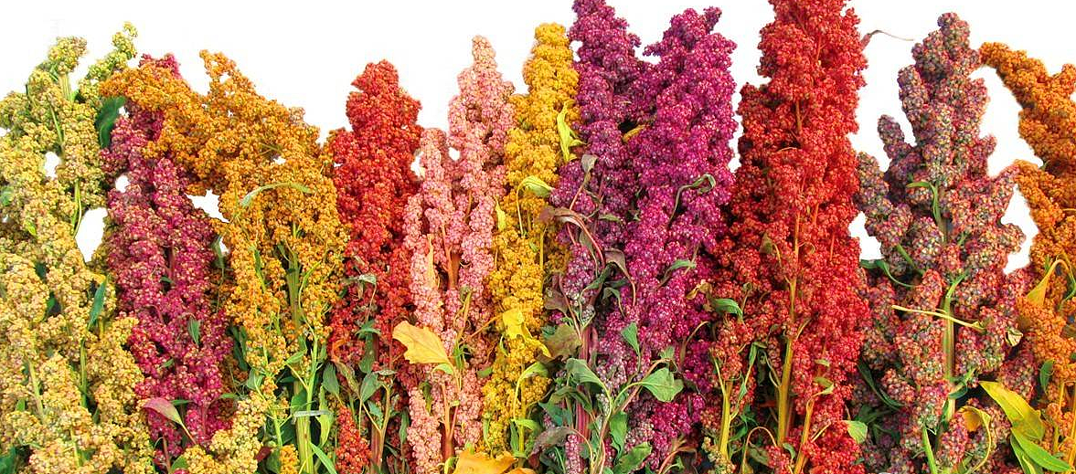 青藏青藜 - 藜麦