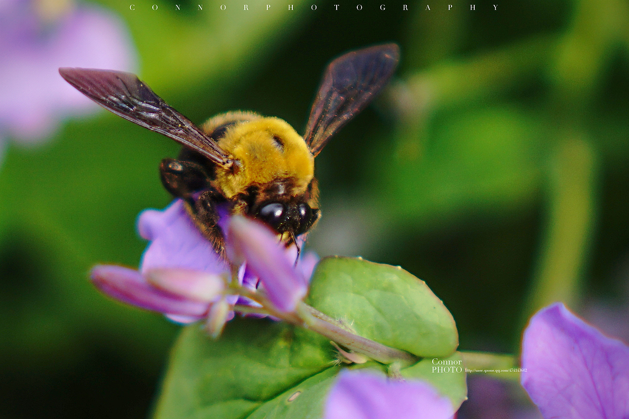 【A6000 春游太子湾】