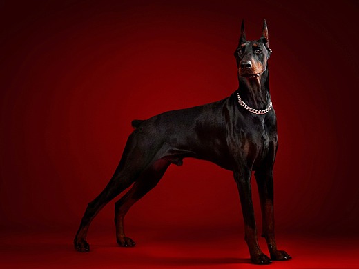 杜宾犬合集——宠爱拾光宠物摄影