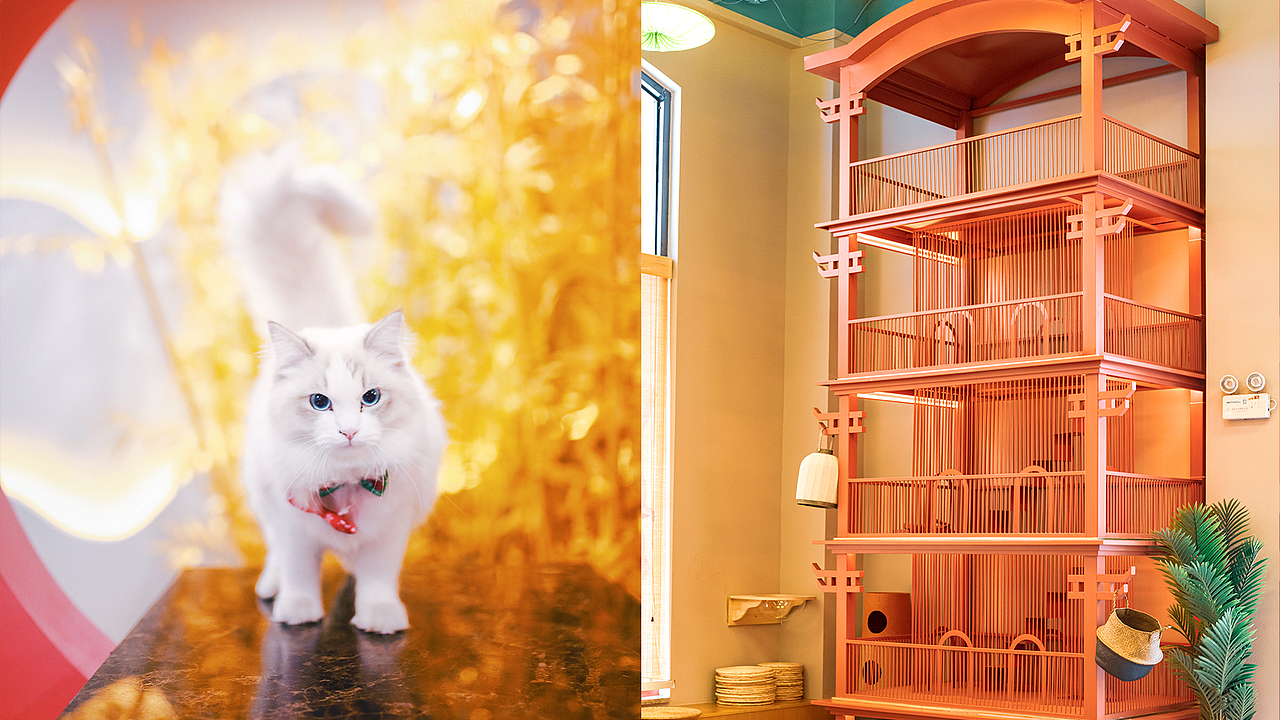 不露猫色沉浸式撸猫馆/品牌设计