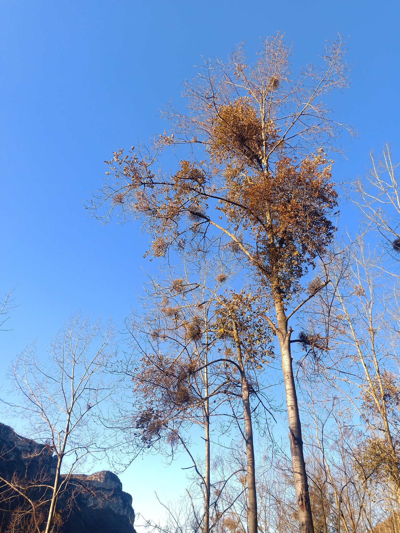 现在这个样的世界已经很少有这样的风景了