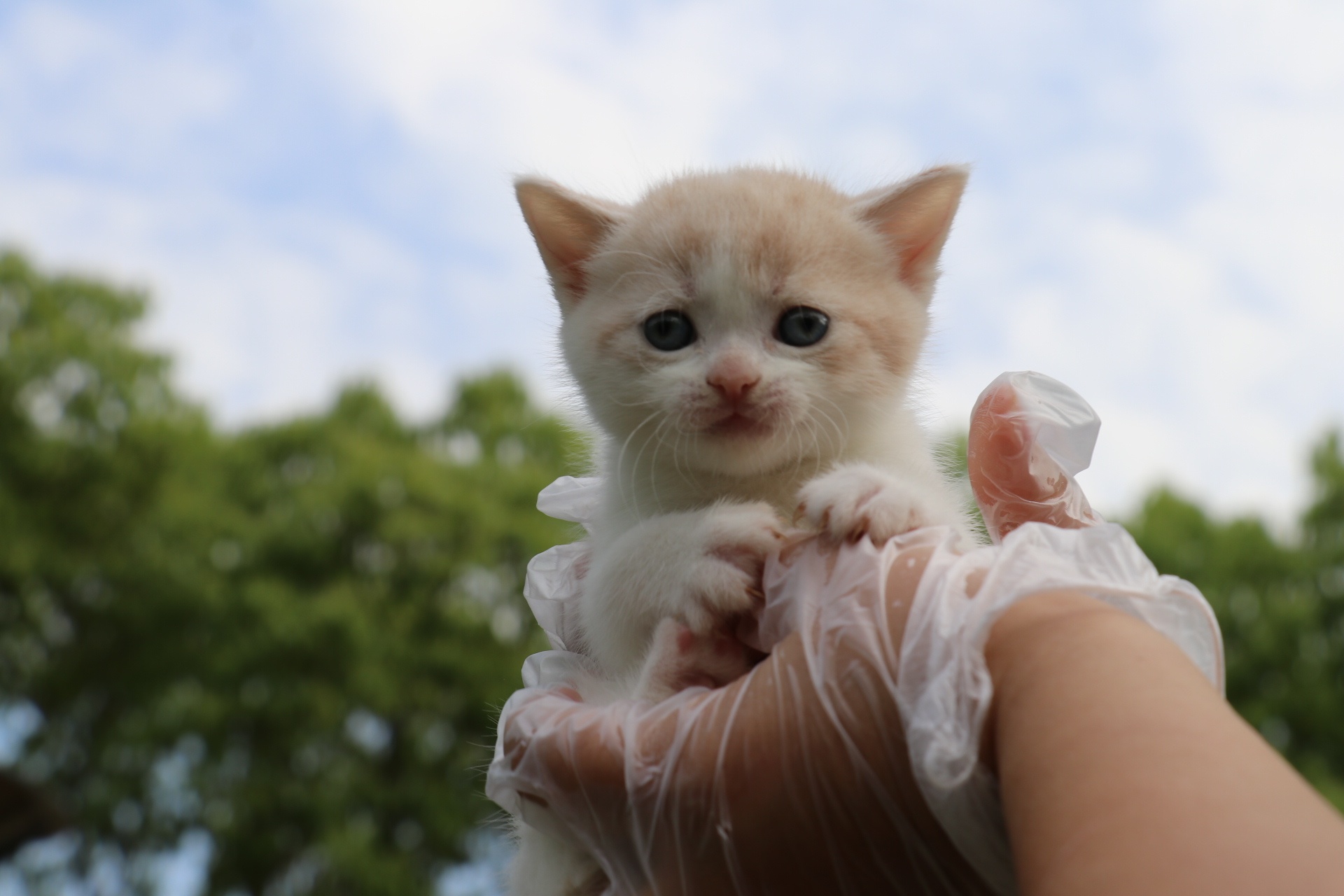 英短0505英短乳白梵公-(点点)20day387g-27day445g