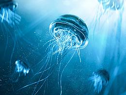 水母