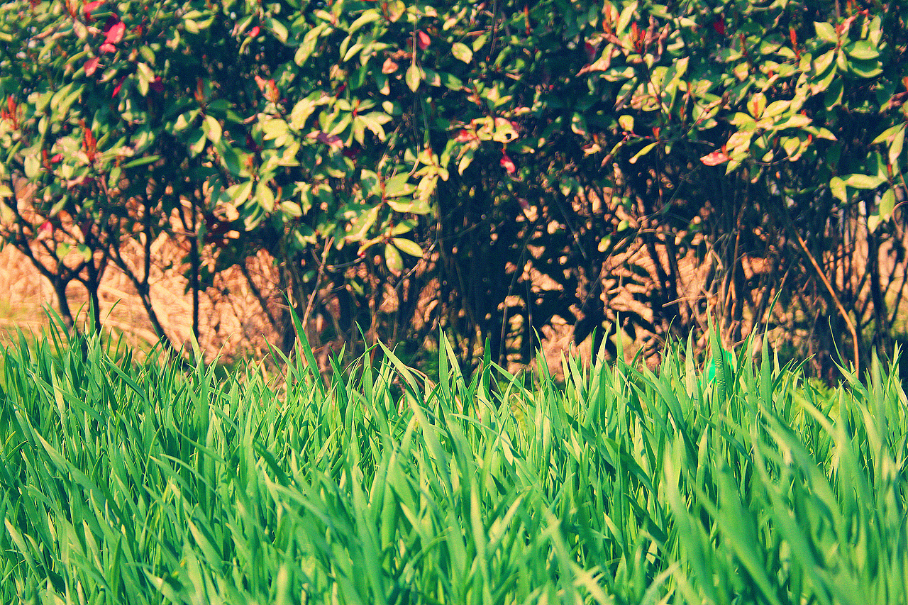 踏青（图ZODkxMDQ5Ng==） - 风光摄影 - 站酷设计师言不甩原创素材 - 站酷ZCOOL