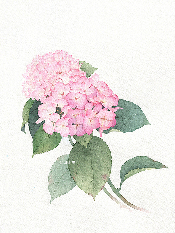 水彩手绘 绣球花无尽夏（图ZMzAyODA0MjYw） - 艺术插画 - 站酷设计师山子莓原创素材 - 站酷ZCOOL