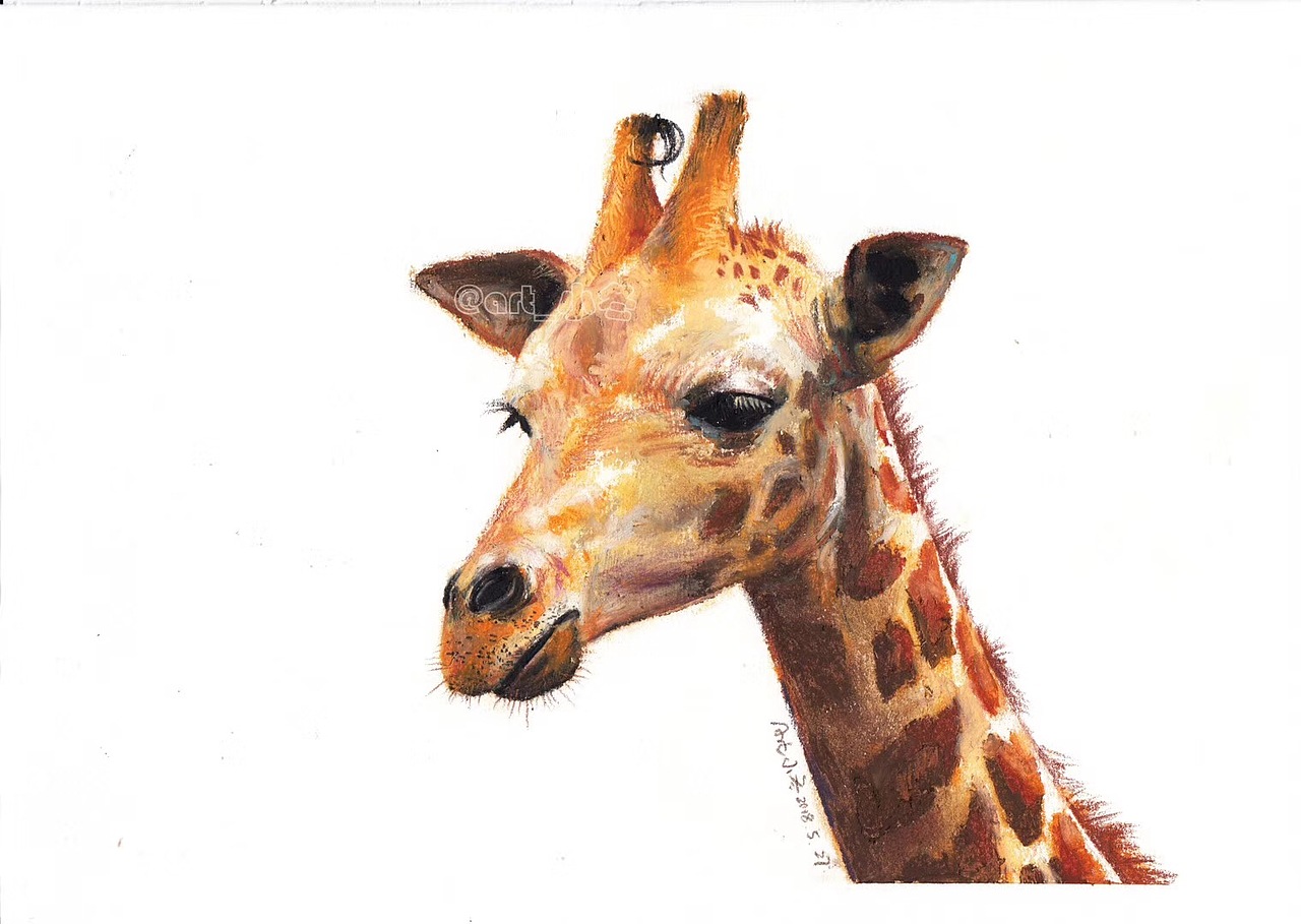 下一期油画棒风景我们继续约[耶]油画棒动物最后一课示范《长颈鹿》