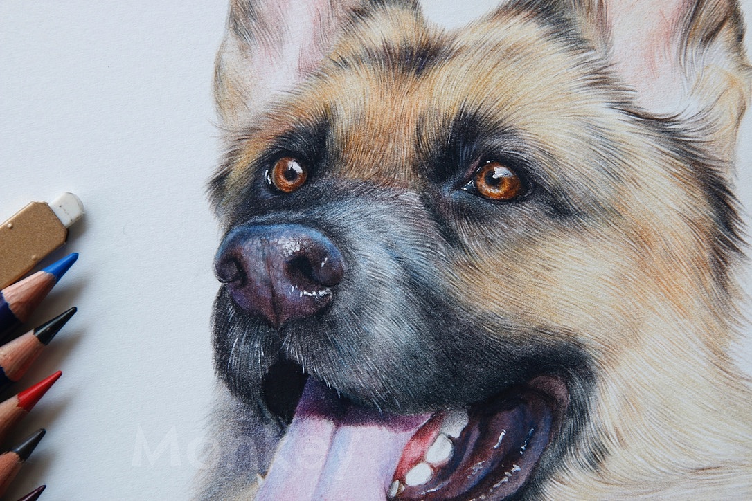 《沈石溪动物故事》彩铅插图《第七条猎犬》