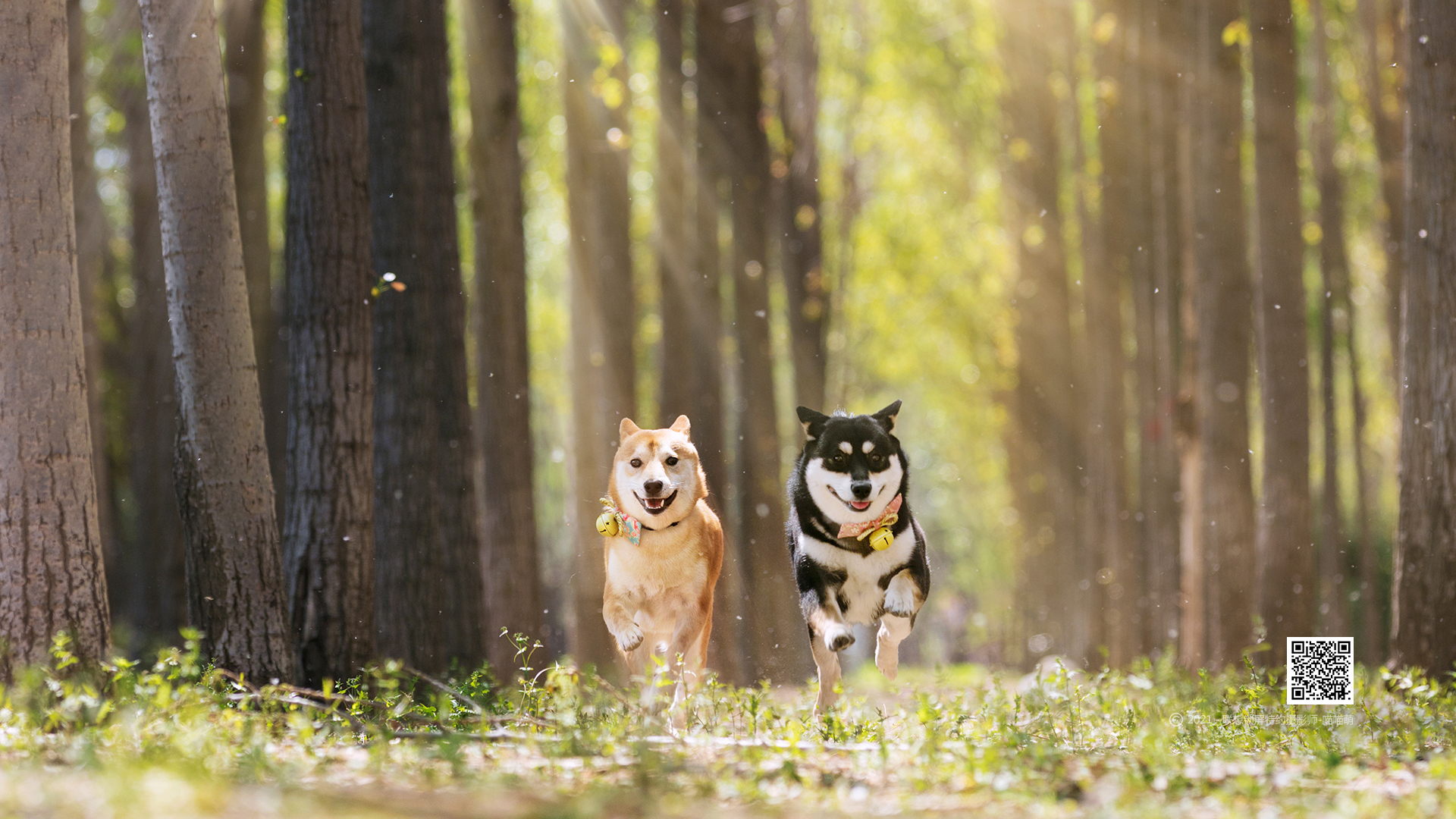 乔宜乔的个人主页（封面预览） - 主页封面设置 - 站酷设计师乔宜乔原创素材 - 站酷ZCOOL