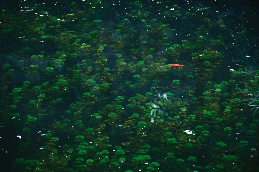 鱼之乐 ｜东方意境摄影（图ZMzQxMTIzNDA0） - 宠物摄影 - 站酷设计师安小隅原创素材 - 站酷ZCOOL