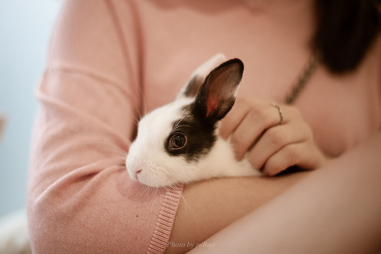 宠物摄影|【小怪兽】