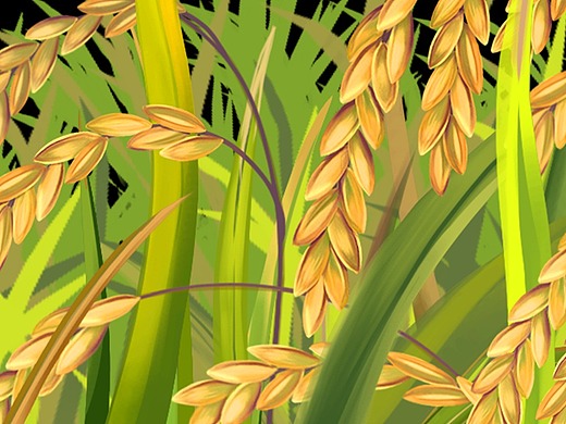 水稻插画
