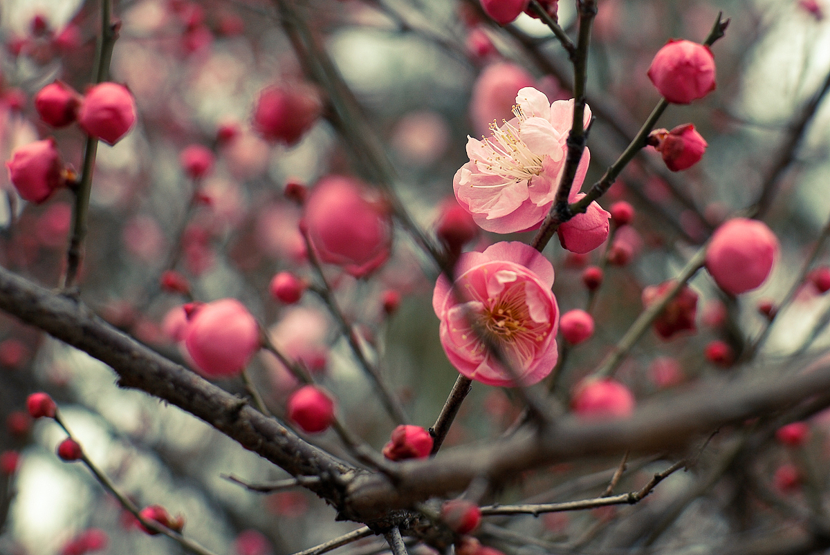 悄悄开放的那簇梅花