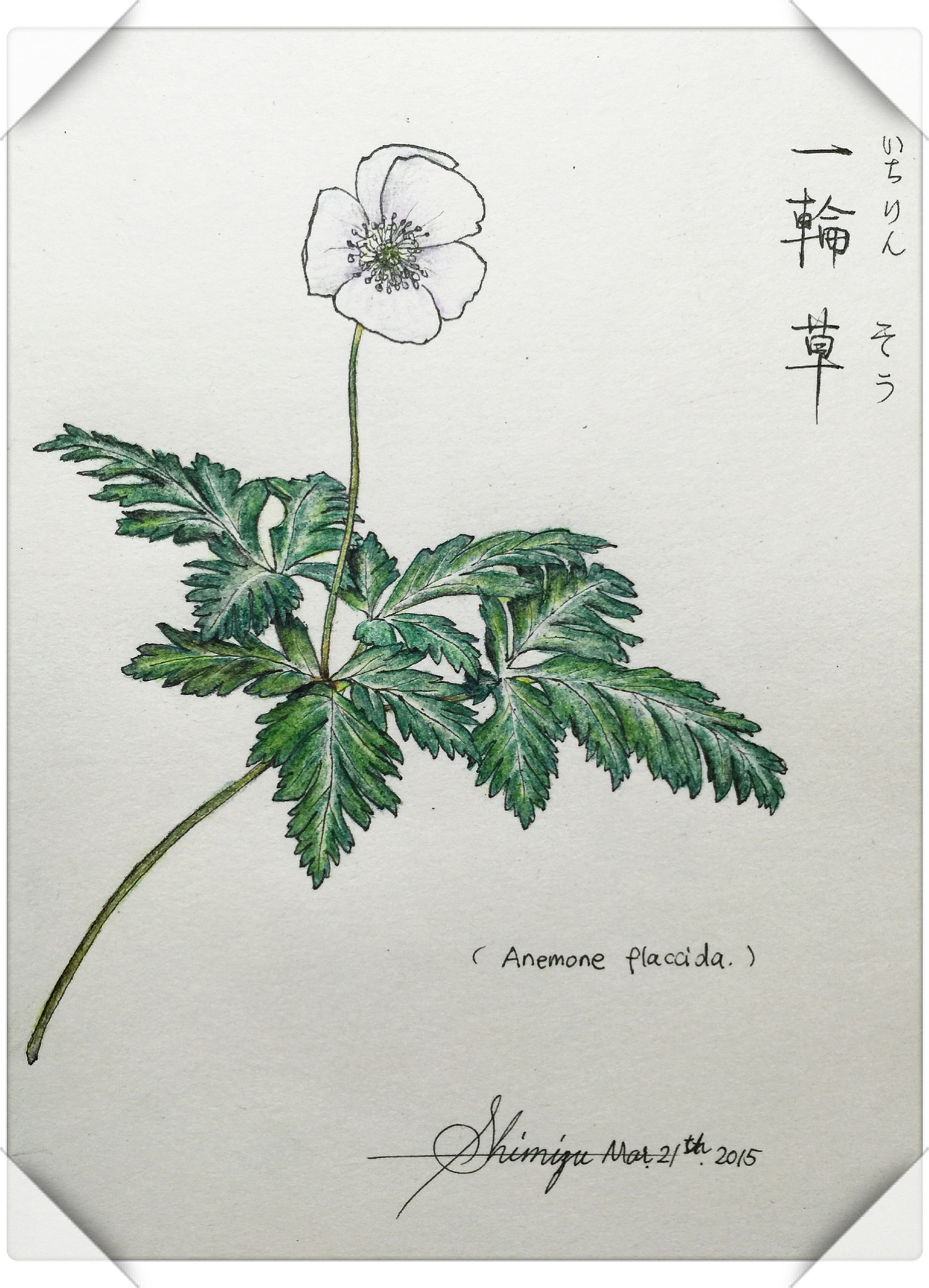 2015色铅笔絵一轮草