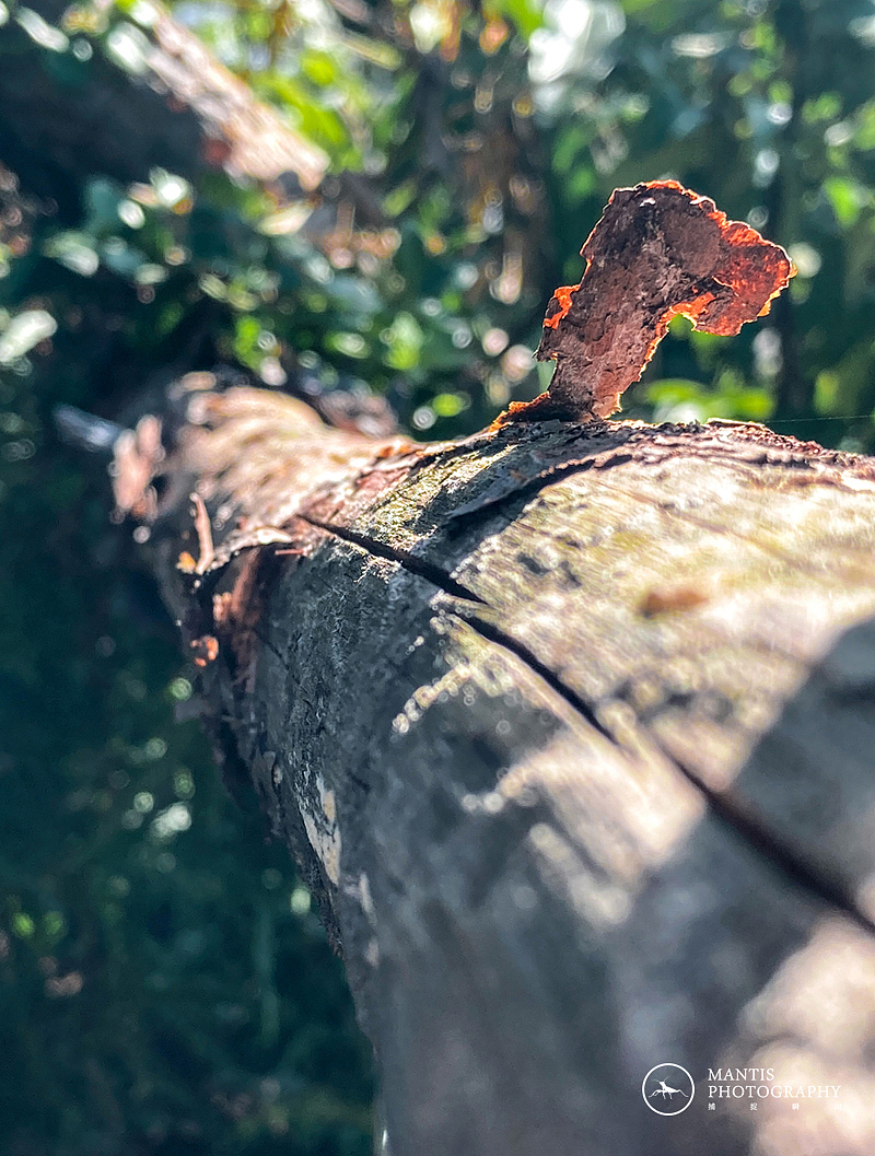 MANTIS 随拍2021（图ZMjgxNjA5ODA4） - 风光摄影 - 站酷设计师aaa62621185原创素材 - 站酷ZCOOL