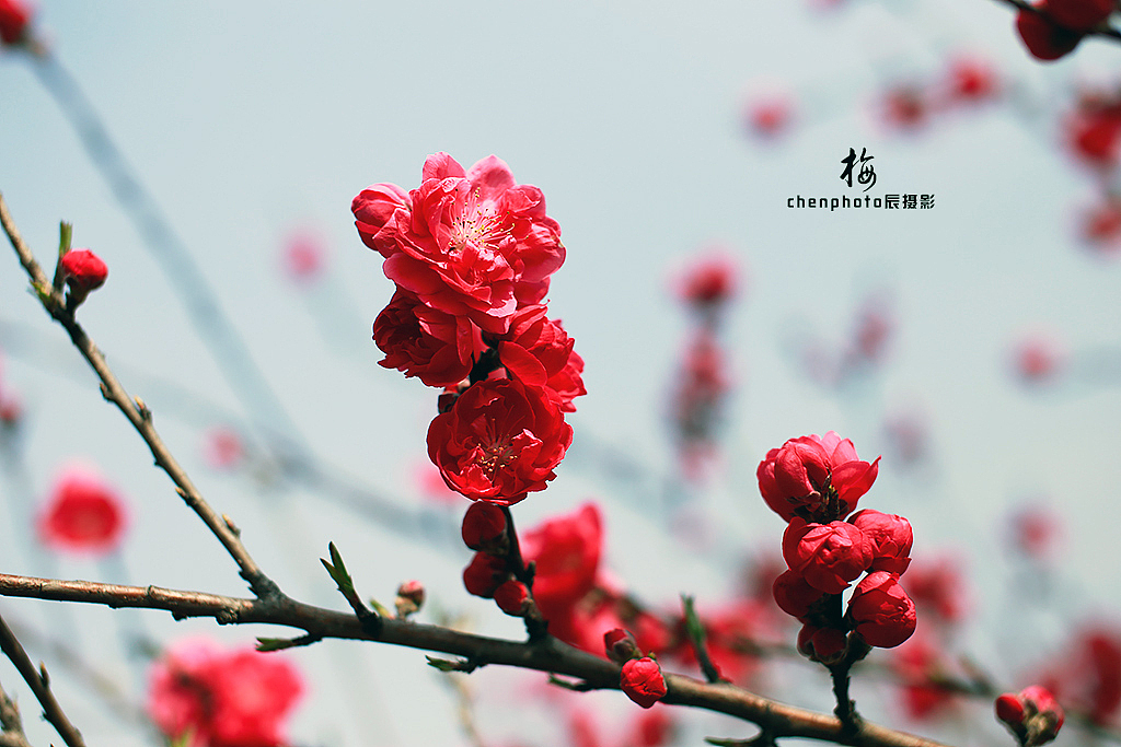 梅花三弄（图ZNDUwMjM2MzI=） - 风光摄影 - 站酷设计师啓之的摄影观原创素材 - 站酷ZCOOL