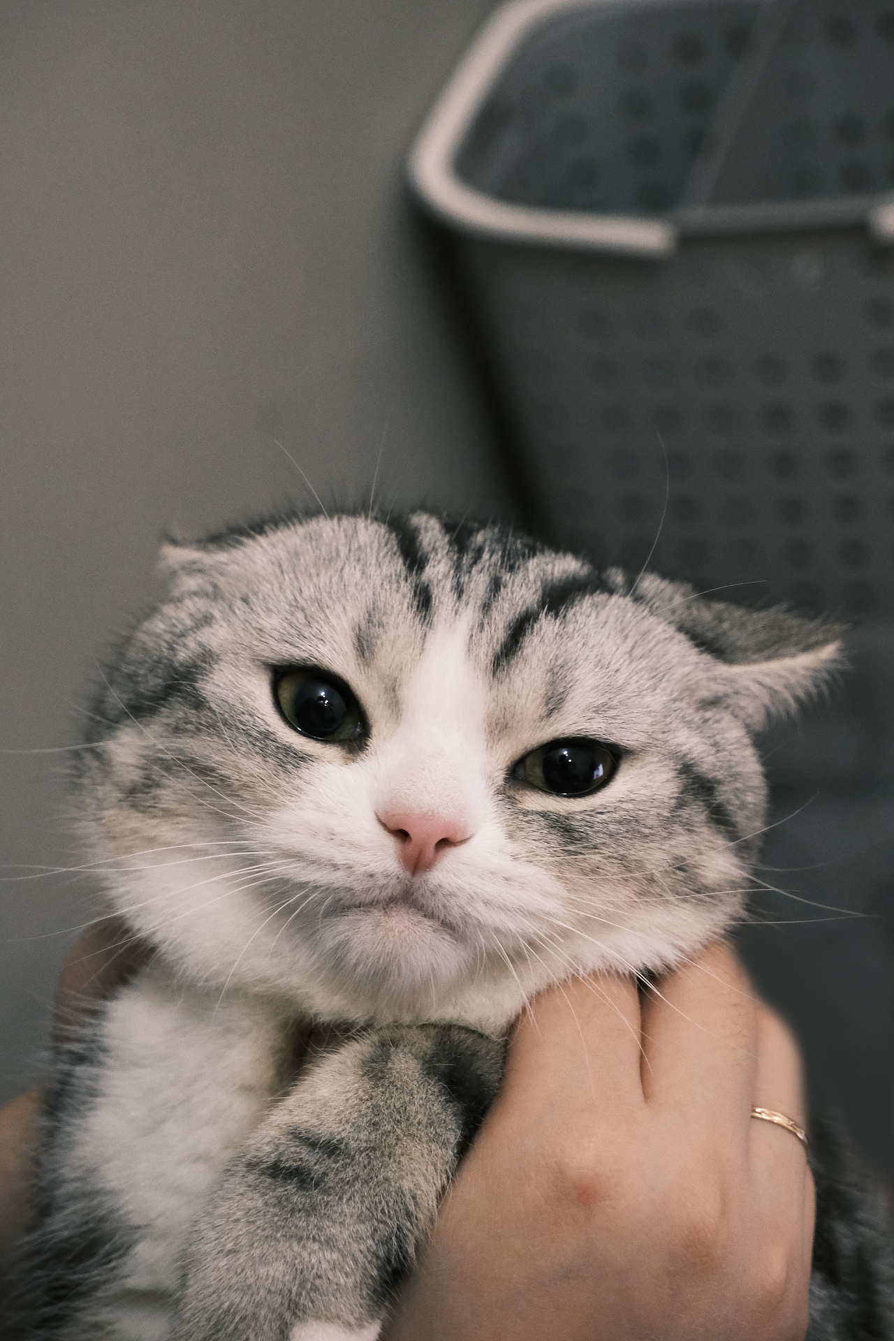 憨憨是只猫