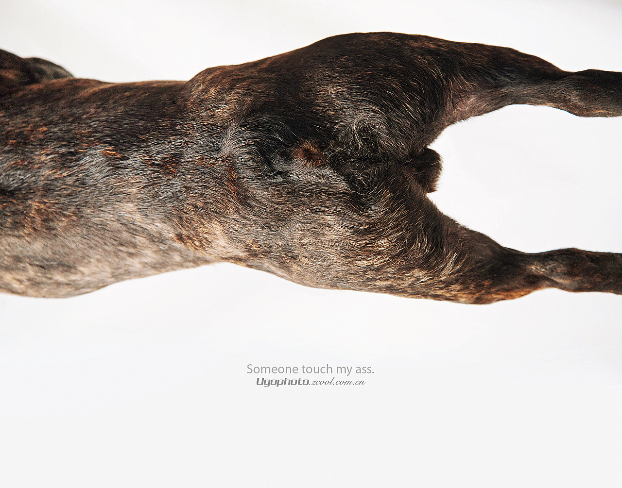 Clean【动物摄影师何某某个人作品12】