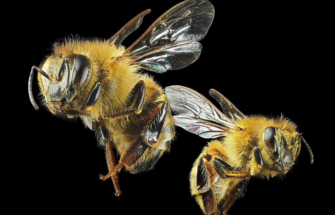 甜蜜蜜的蜂世界——獨行獨居蜂&群居小蜜蜂 | 虎頭蜂 | 城市養蜂 | 大紀元