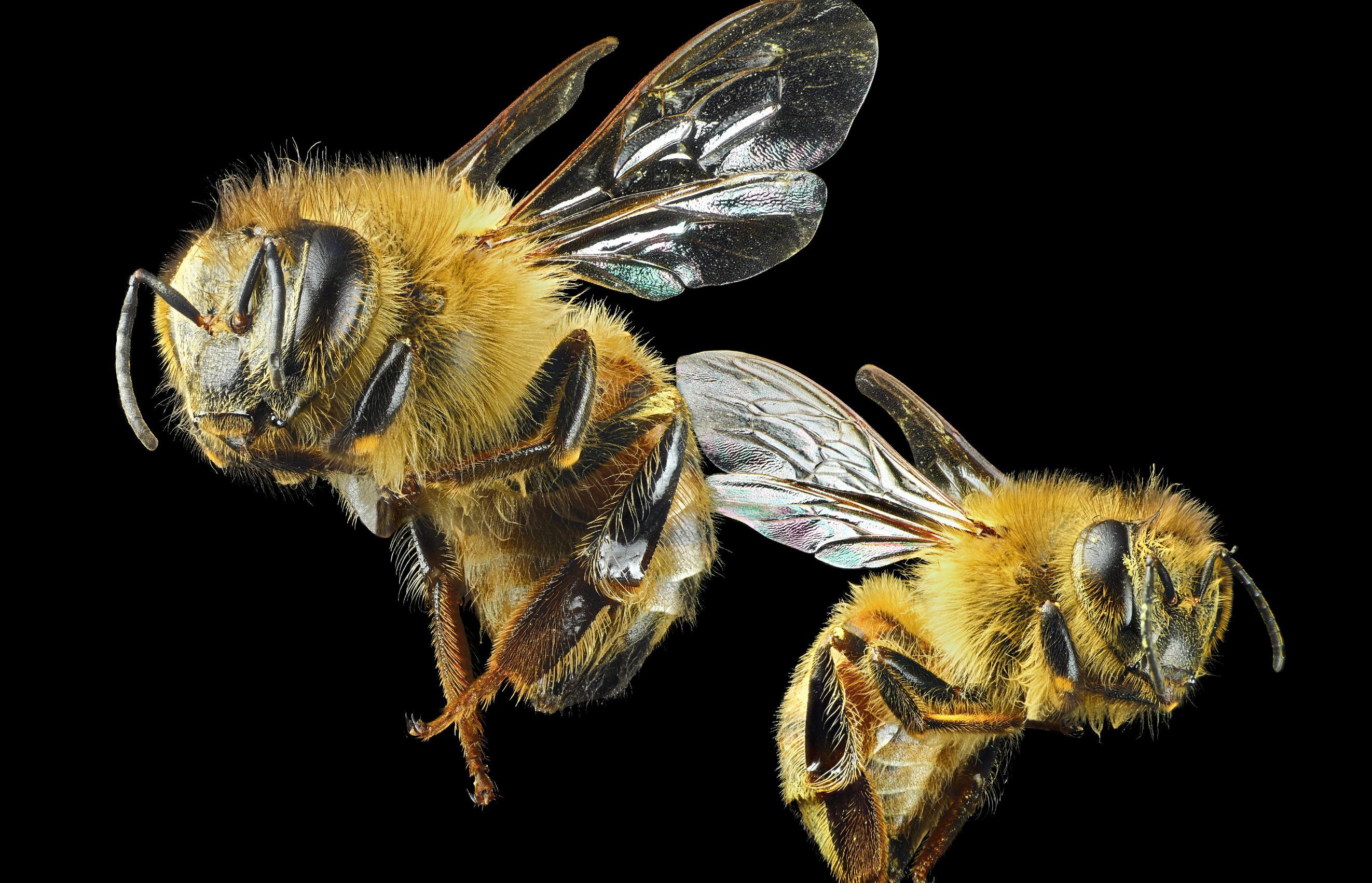 昆虫之美™ 女王蜂&工蜂|摄影|微距|大洲与积田 - 原创作品 - 站酷 (ZCOOL)