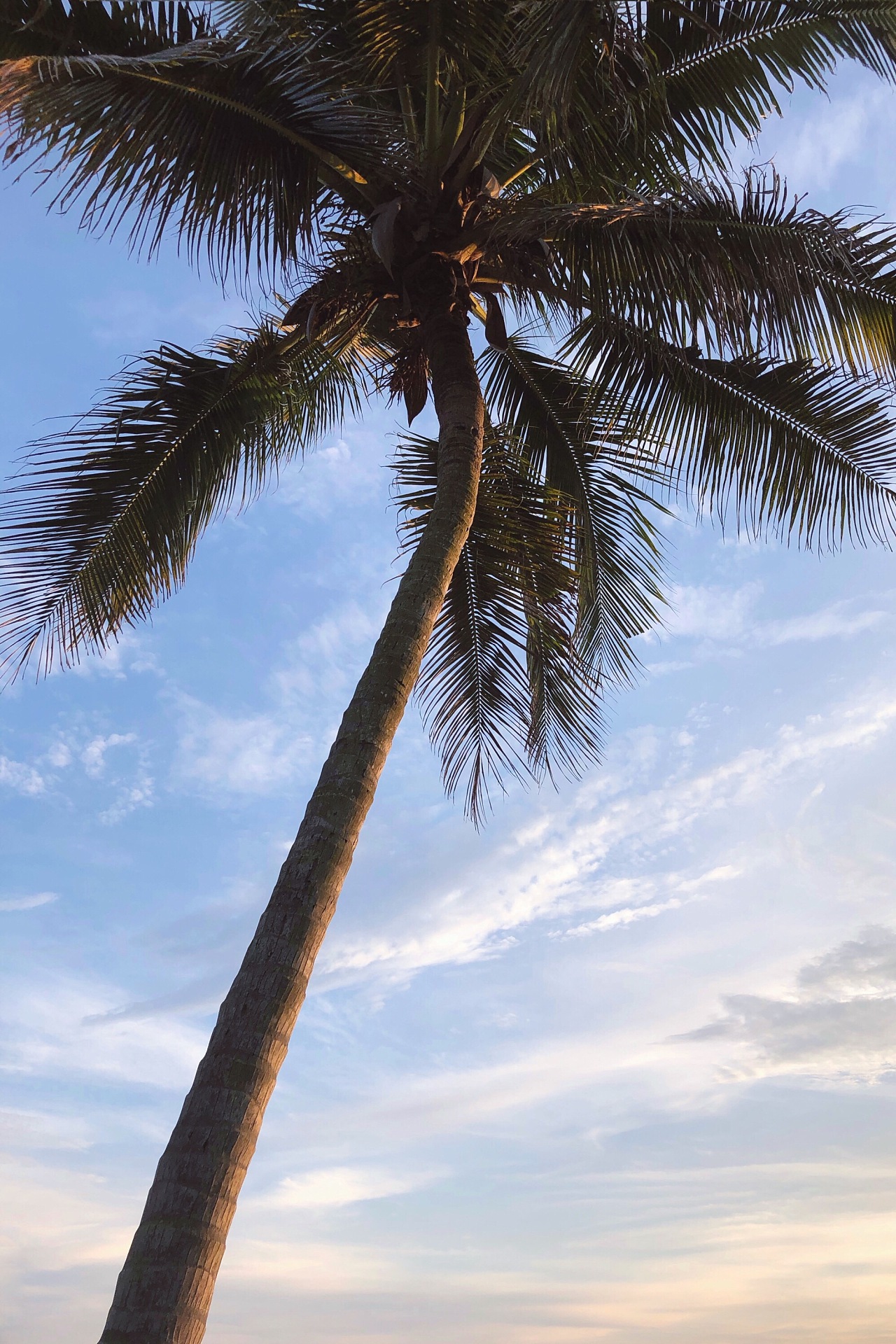 【美丽海南岛椰树摄影图片】海南岛三亚风光摄影_良田美池_太平洋电脑网摄影部落