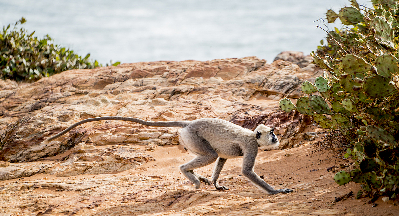 斯里兰卡亚拉国家动物园丛林探险（图ZNzYzMjk1NDg=） - 宠物摄影 - 站酷设计师明原创素材 - 站酷ZCOOL