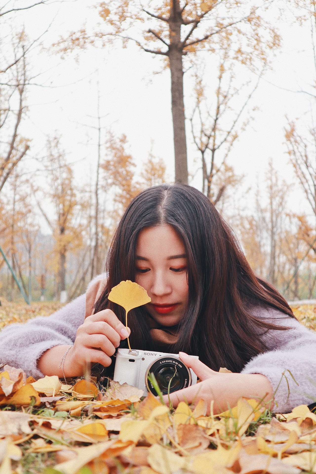 银杏黄,秋的色彩