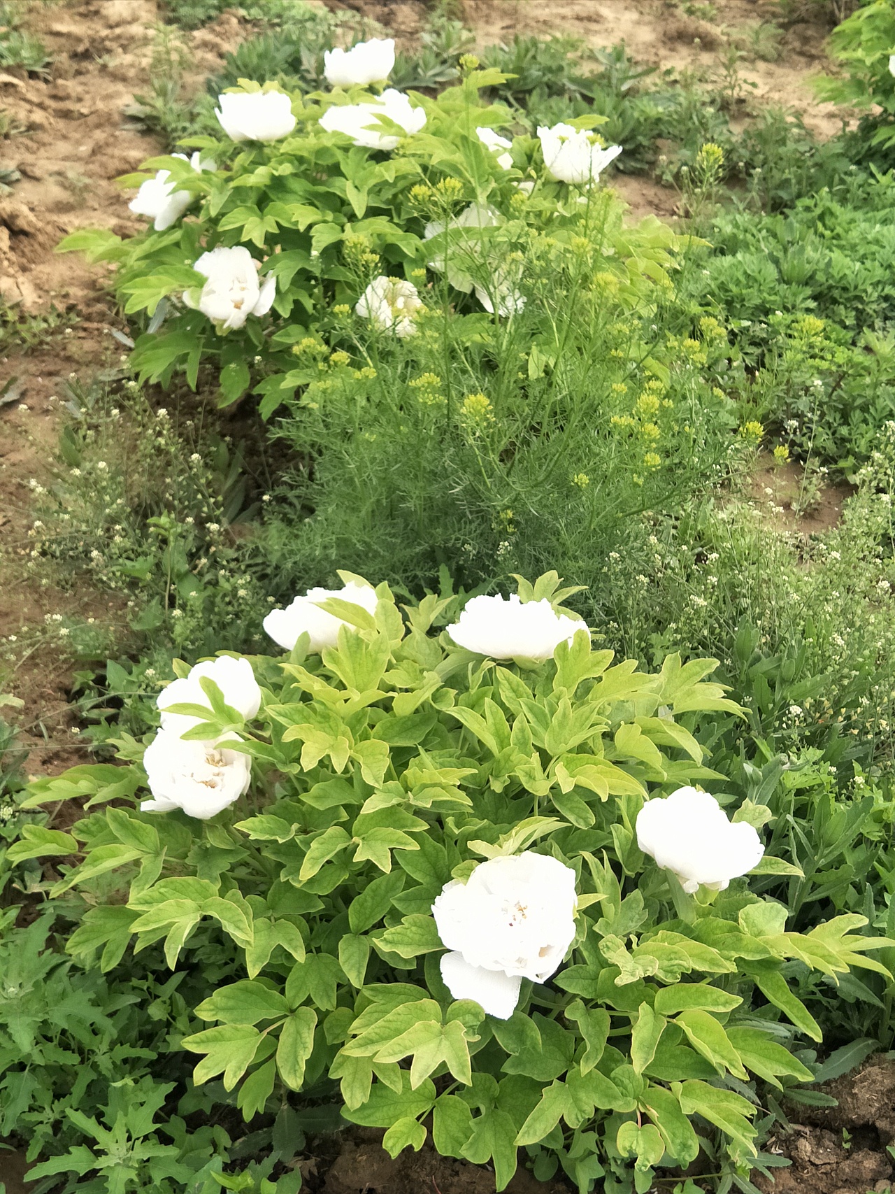 一树一树的花开，绽放在这静美的时光里！（图ZMTU0MjE5NDk2） - 产品摄影 - 站酷设计师土番茄原创素材 - 站酷ZCOOL
