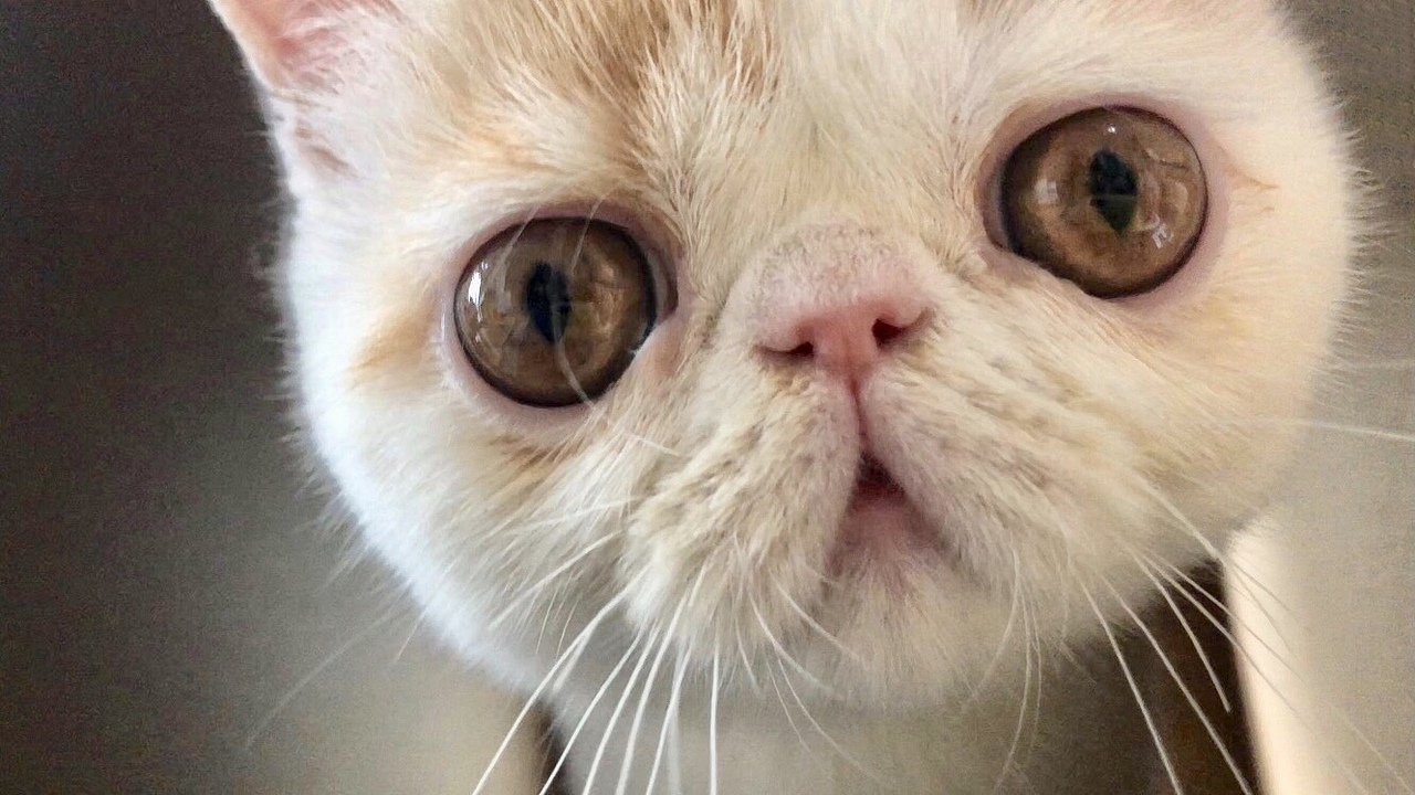 我家刘海儿❤️