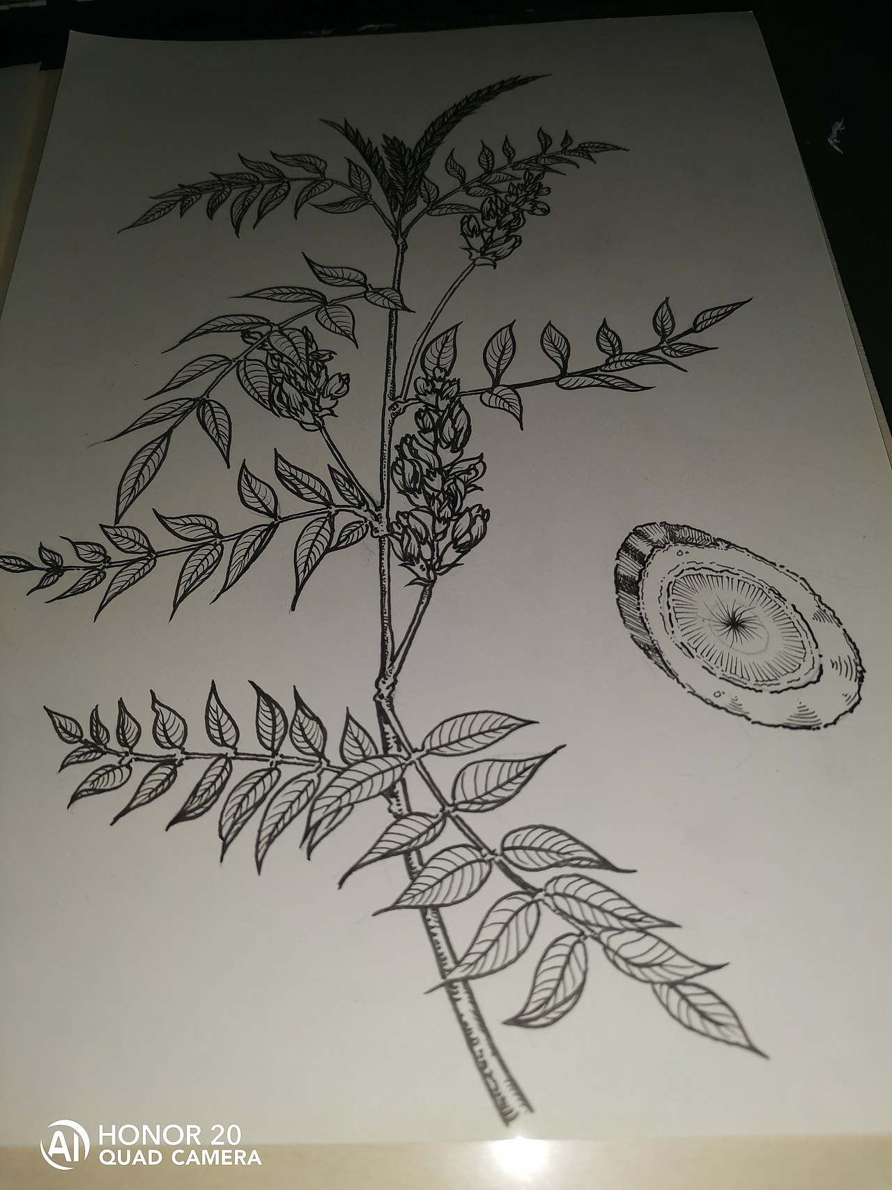 中草药纯手绘板绘葛根