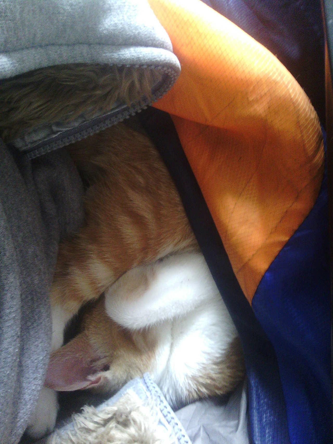 我家喵小奇。O(∩_∩)O哈哈~