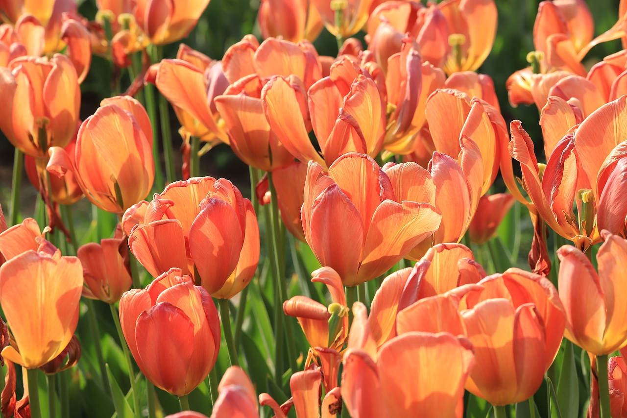 记录那些花花草草（图ZMTc3NTU0NTk2） - 风光摄影 - 站酷设计师詩雲原创素材 - 站酷ZCOOL