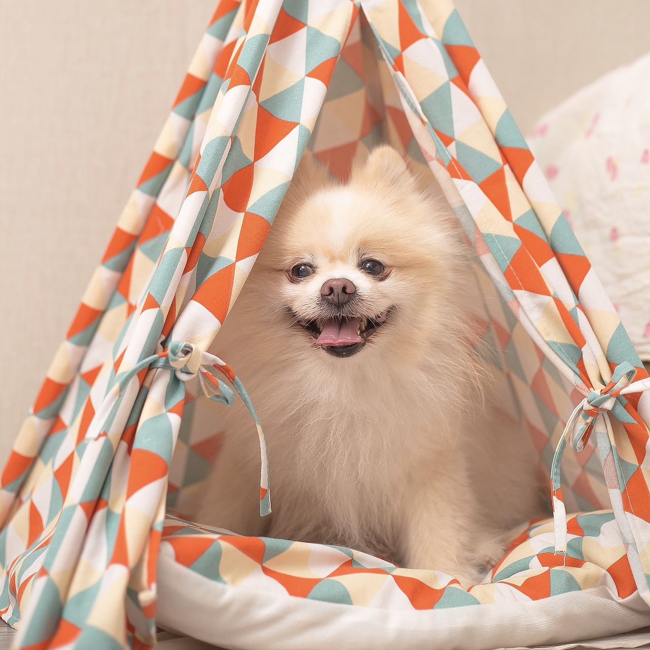 这么热的天,在家撸狗不好嘛