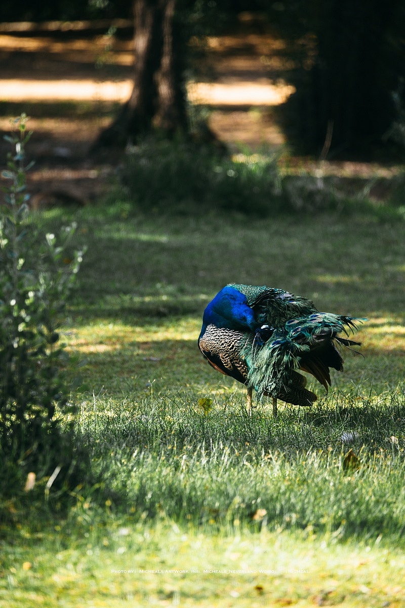 这只孔雀倒是非常帅气，只是我等了半天就是不开个屏……傲娇啊我远远看到它的时候明明开着屏跑的可欢了，结果过去镜头对上它就开始挠头趴地瘫倒……Emmm