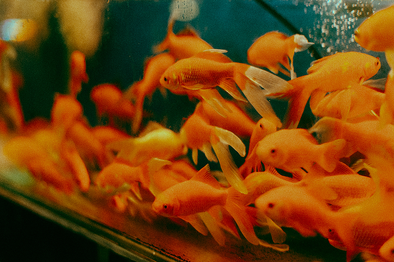 【 别样年华 】