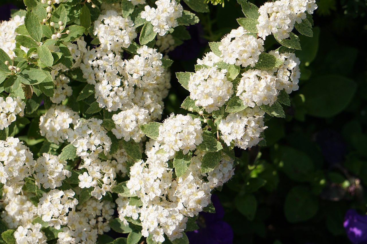 四月份的杭州 繁花似锦