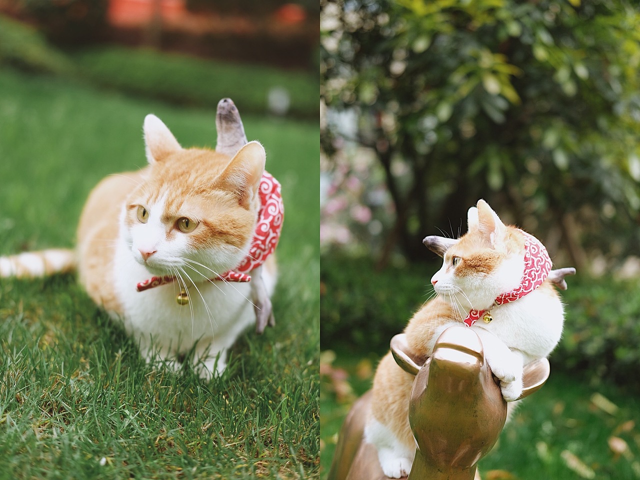 宠物摄影/春游踏青去啦~