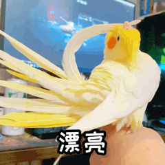 玄凤鹦鹉微信表情包 《波炮第一弹》上线啦~（图ZMjU5OTk5OTAw） - 网络表情 - 站酷设计师眼袋兔原创素材 - 站酷ZCOOL