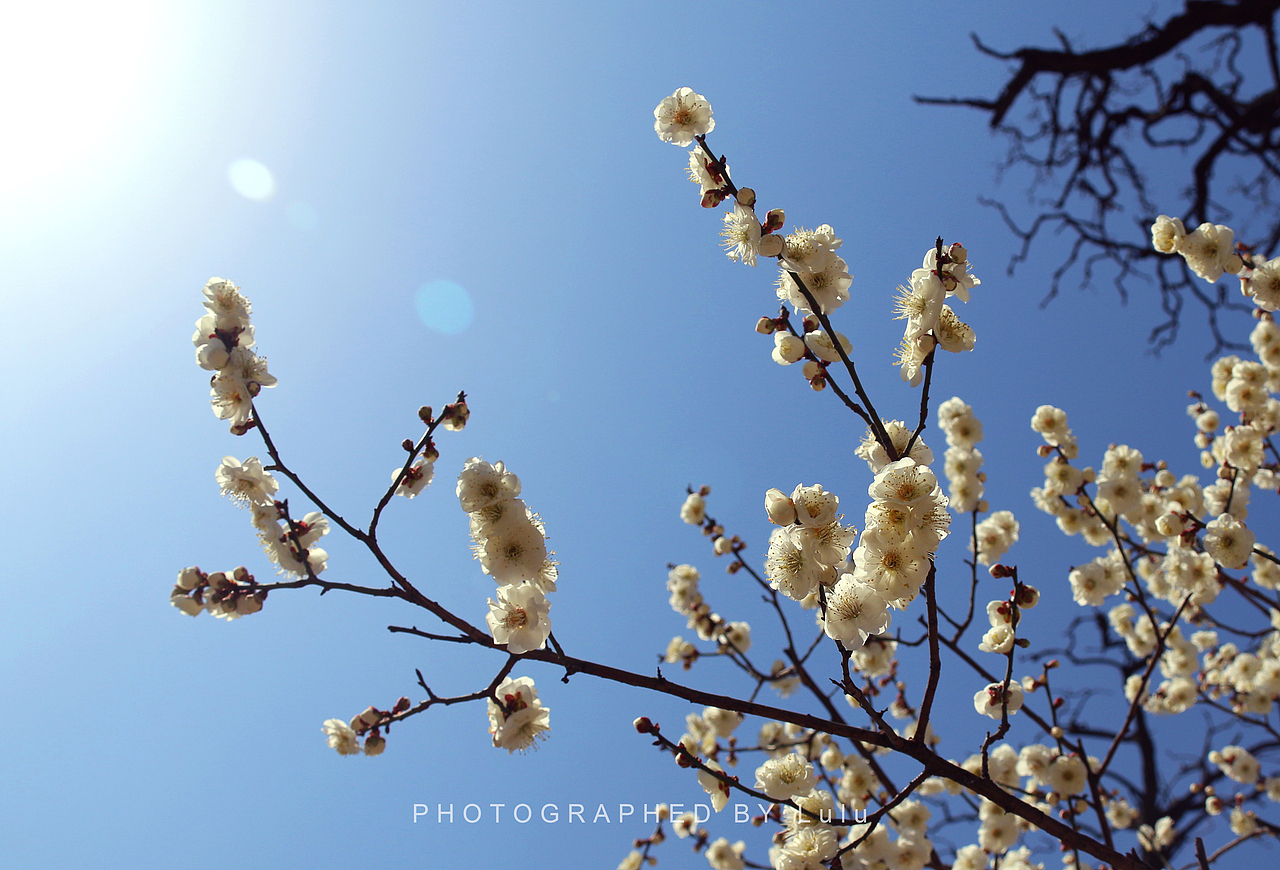 “我要看花花……”（图ZMTUwMDQyOTEy） - 风光摄影 - 站酷设计师Shirley_1205原创素材 - 站酷ZCOOL