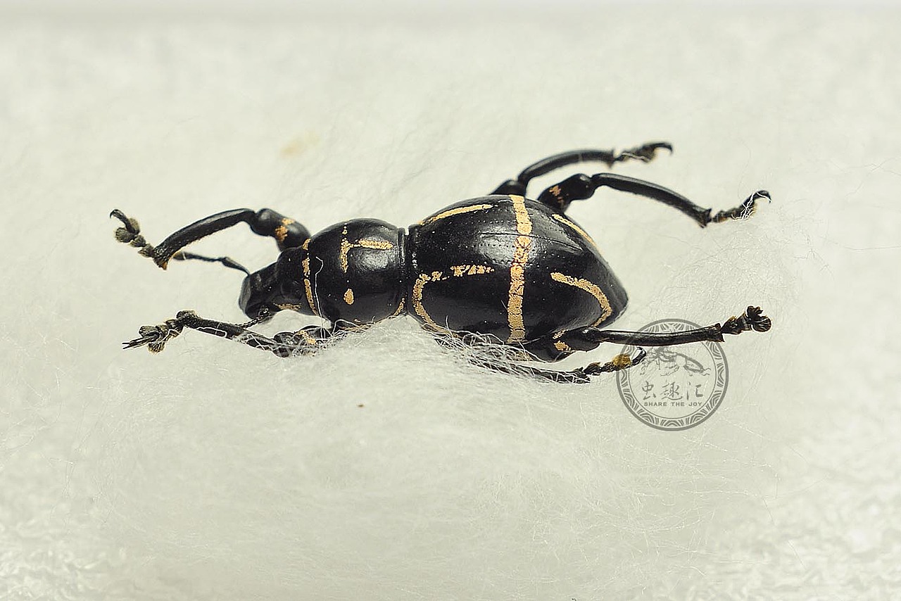 飞翔的宝石——菲律宾球面象甲