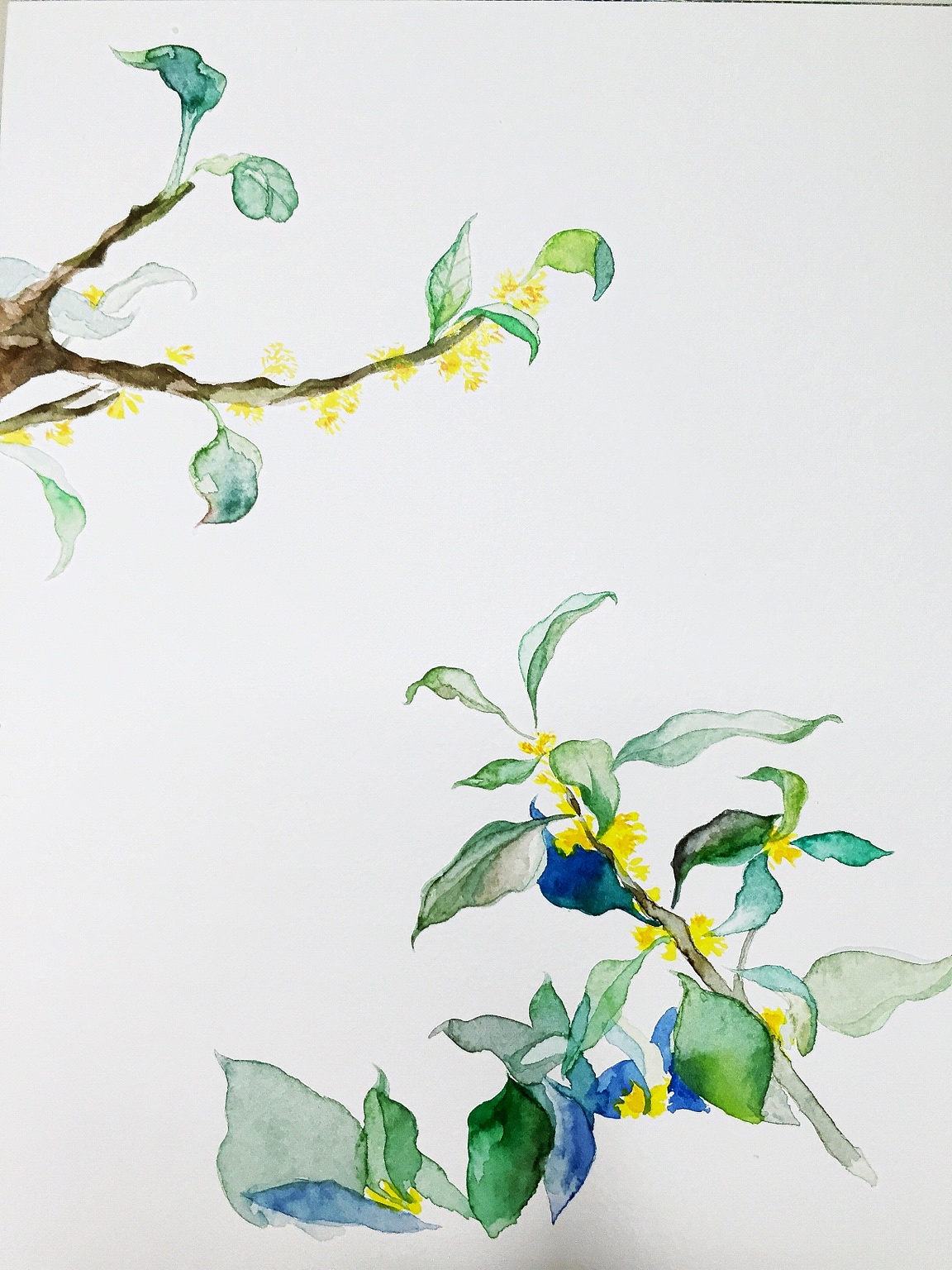 水彩30【桂】|纯艺术|绘画|梦月snowy - 原创作品 - 站酷 (zcool)