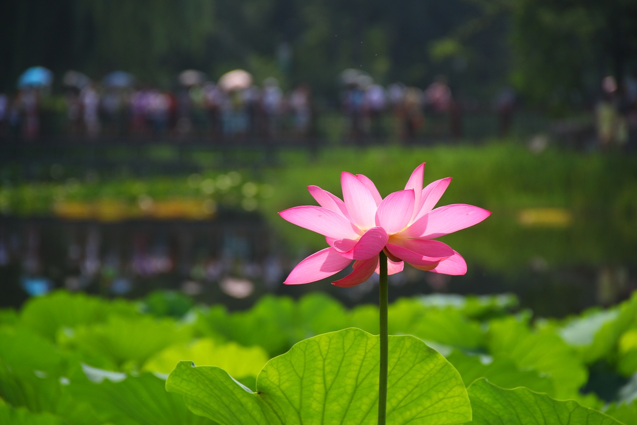 北京圆明园的荷花们